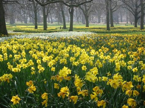 Imagine if... Daffodils
